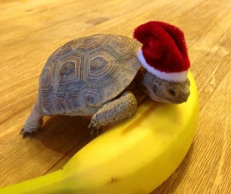 #Christmas #santa #turtle #banana Cute Tortoise, Baby Tortoise, Sulcata Tortoise, Pet Turtle, Tortoise Turtle, Turtle Love, Cute Turtles, Baby Turtles, A Turtle