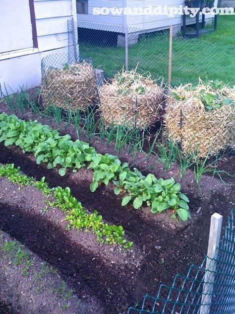 Easiest Potato Growing Method Ever! - Potato Growing, Grow Potatoes, Vertical Vegetable Garden, Vertical Garden Diy, Growing Potatoes, Garden Veggies, Food Garden, Veggie Garden, Growing Food