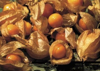 How to Harvest Chinese Lantern Seeds Growing Tomatillos, Tomatillo Plant, Ground Cherries, Thyme Garden, Ground Cherry, Cherry Seeds, Chinese Lanterns Plant, Cape Gooseberry, Vegetable Bed