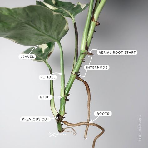 Phytomorphology: Epipremnum aureum ‘Pearls & Jade’ Node: Raised ring around the stem where the petiole meets. Nodes contain everything… | Instagram Epipremnum Aureum, Plant Tips, Pinterest Garden, Garden Remedies, Plant Mama, Plant Magic, Household Plants, Plant Care Houseplant, Gothic Garden