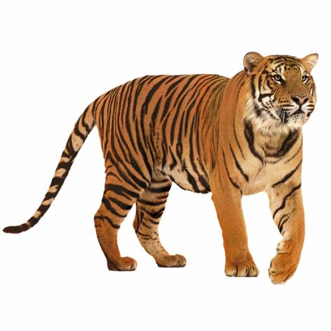 tiger statuette Caspian Tiger, South China Tiger, Tiger Facts, Tiger Species, Malayan Tiger, Save The Tiger, Amur Tiger, School Kids Crafts, Panthera Tigris