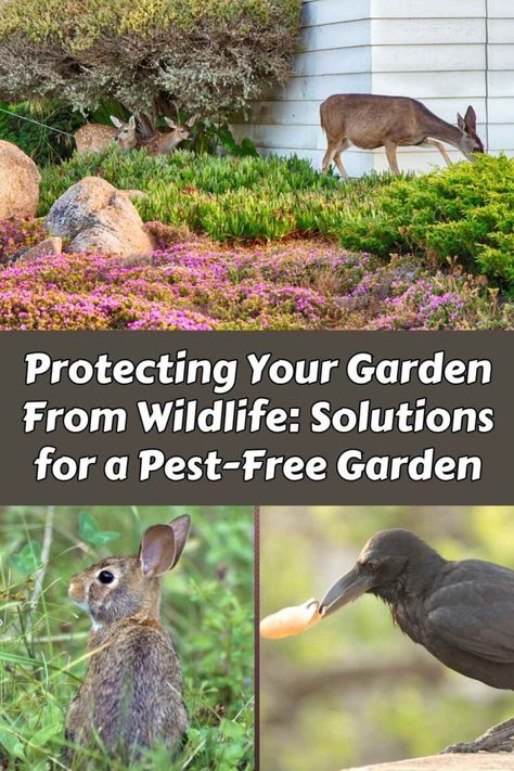 Protecting Your Garden From Wildlife: Solutions for a Pest-Free Garden 4 Garden Protection From Animals, Modern Homesteading, Wildlife Garden, Garden Posts, Big Garden, Wildlife Gardening, Feeling Trapped, How To Protect Yourself, The Harvest