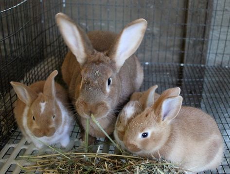 Use the feed formula below to formula or produce concentrate feed for your rabbits.Crude Protein (CP)=17%Crude Fiber (CF)=15%Disclaimer: Livestocking is not responsible for any damage, loss or negative effect of using the above formula on your animals. Raising Meat Rabbits, Rabbit Feed, Rabbit Farming, Raising Rabbits For Meat, Farm Animals Preschool, Rabbit Feeding, Rabbit Farm, Meat Rabbits, Raising Rabbits