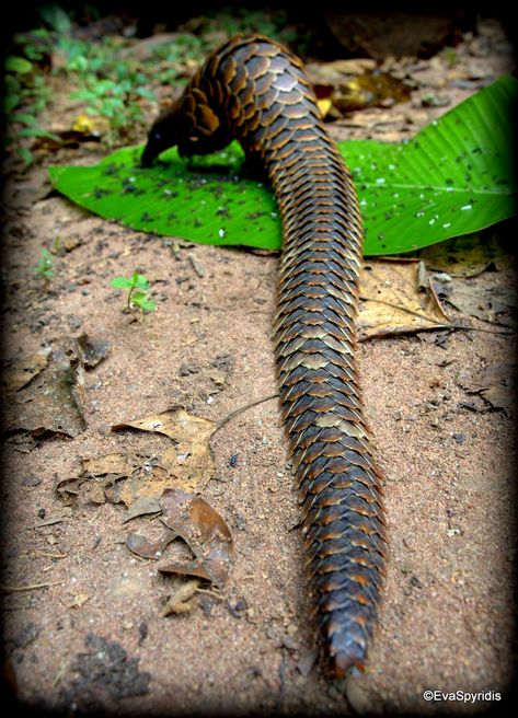 Pangolin Tattoo, African Pangolin, Spider Society, Odd Animals, Avatar Animals, Central African Republic, Ancient Maps, Endangered Animals, Penelope Cruz