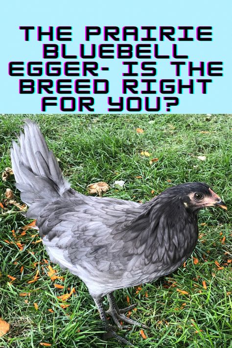 We are talking about this newer breed. The prairie bluebell egger is becoming very popular because of their eggs!!! #chickens #raisingchickens #tipsandtricksforraisingchickens #backyardchickens Sage Egger Chicken, Starlight Green Egger Chicken, Iowa Blue Chickens, Prairie Bluebell Chicken, Blue Orpington Chickens, Breeds Of Chickens And Eggs, Prairie Bluebell Egger Chicken, Chickens Backyard Breeds, Buff Orpingtons