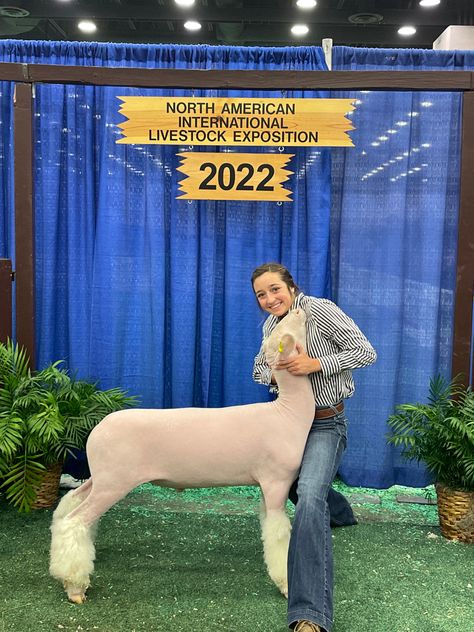 Show Hairstyles Livestock, Sheep Showmanship, Livestock Show Outfits, Ffa Lamb, Weaver Livestock, Lamb Showing, Show Hairstyles, Sheep Showing, Western Hair Styles