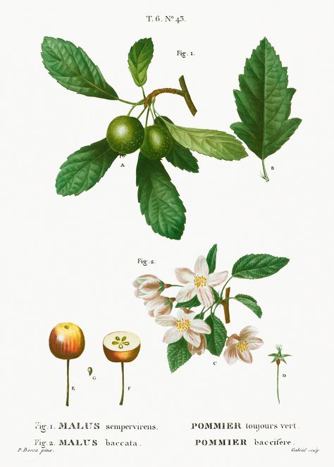 1. Southern crabapple, Malus sempervirens 2. Siberian crabapple, Malus baccata from Traité des Arbres et Arbustes que l'on cultive en France en pleine terre (1801–1819) by Pierre-Joseph Redouté. Original from the New York Public Library. Digitally enhanced by rawpixel. | free image by rawpixel.com Cypress Plant, Flowering Crabapple, Apple Vector, Fruit Vector, Crabapple Tree, Fruits Images, Botanical Artwork, Vintage Apple, Botanical Illustrations