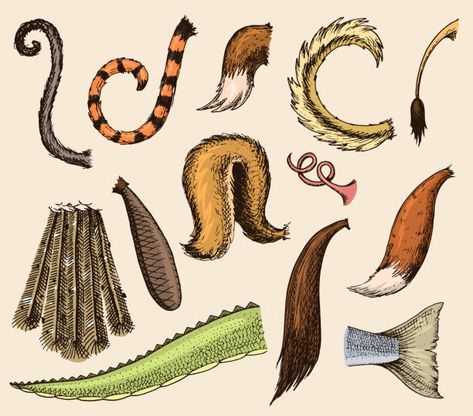 Animal Tails Drawing, Tails Drawing, Tail Drawing, Zoo Ideas, Animal Tails, Animal Fun, Drawing Animals, Fur Texture, Flower Drawing Design