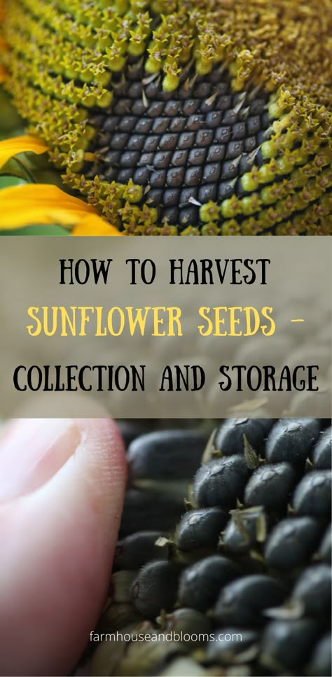 two pictures of sunflower seeds forming on a sunflower head Harvesting Sunflower Seeds For Planting, How To Save Sunflower Seeds To Replant, How To Harvest Sunflowers, When To Harvest Sunflower Seeds, Saving Seeds For Next Year, Sunflower Harvesting, How To Dry Sunflowers For Seeds, Drying Sunflowers For Seeds, Harvesting Sunflowers