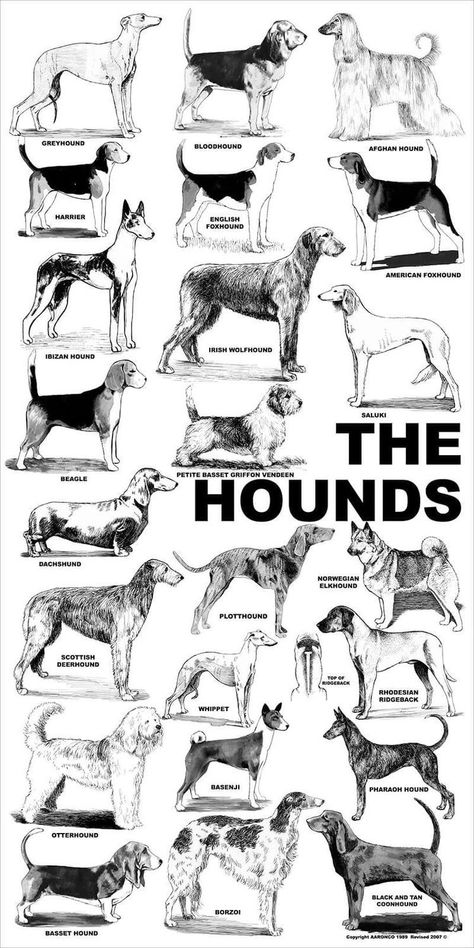 List Of Dog Breeds, Dog Breed Poster, Dog Breeds Chart, Beagle Hound, Hunting Dogs Breeds, Ibizan Hound, Dog Breeds List, Popular Dog Breeds, Herding Dogs