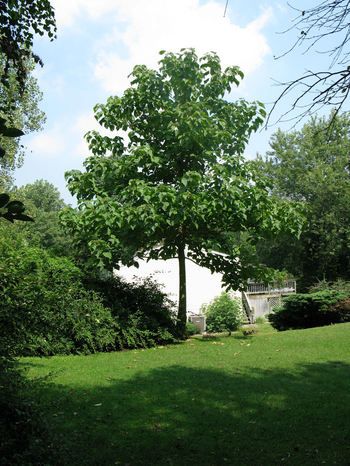 tree Fast Growing Shade Trees, Privacy Hedges, Trees For Front Yard, Poplar Tree, Patio Shade, Fast Growing Trees, Shade Trees, Small Yard, Landscape Trees