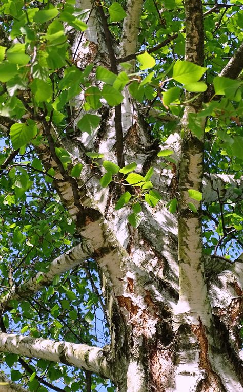 Birch in the Spring Tree Forest, Birch Tree, Tree Bark, Art Classes, Nature Art, Painting Inspiration, Nature Photography, Forest, Exterior