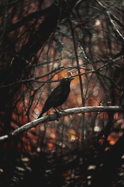 Crow Bird Photography, Crow Pictures Birds, Bird Magic, Portrait Nature Photography, Moody Pictures Aesthetic, Dark Nature Photography, Protect Aesthetic, Moody Autumn, Moody Autumn Aesthetic