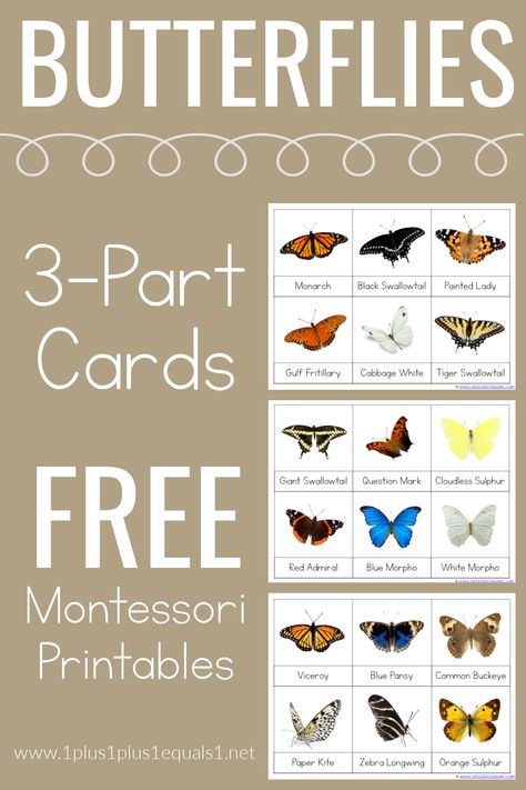 Montessori 3 Part Cards Free Printable, Montessori Butterfly Unit, Butterfly Learning Activities, Parts Of A Butterfly Preschool, Butterfly Lessons For Kindergarten, Montessori Butterfly Activities, Butterfly Homeschool, Butterfly Activities For Preschool, Preschool Butterfly Activities