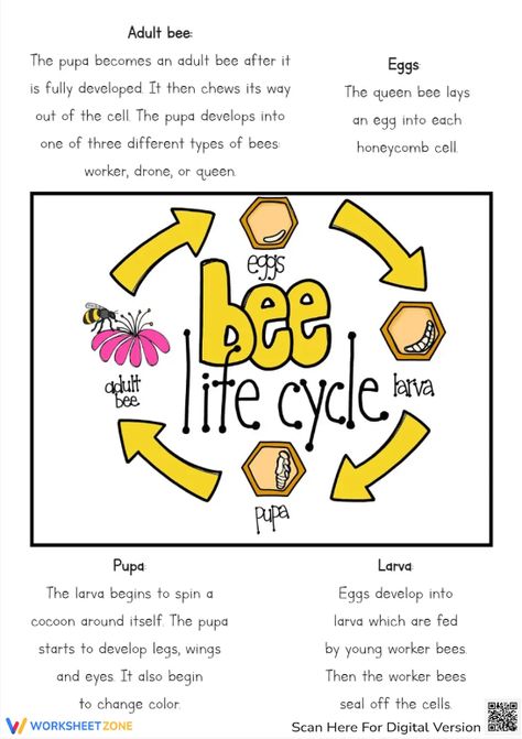 Help children understand the life cycle of a bee through this engaging poster. This bee will bring sweet honey to your little kids. Let's check it out! #science #scienceworksheets #beelifecycle #animallifecycle #lifecycle #stages #lifecycleofabee #bees #diagrams #printables #worksheet #kidsactivities #research #posters #crafts #beecrafts #beelifecycleforkids #paper #livingthings Life Cycle Of Honey Bee, Lifecycle Of A Bee, Science Prek, Bee Diagram, Life Cycle Of A Bee, Different Types Of Bees, Honey Bee Life Cycle, Bee Poster, Bee Life Cycle