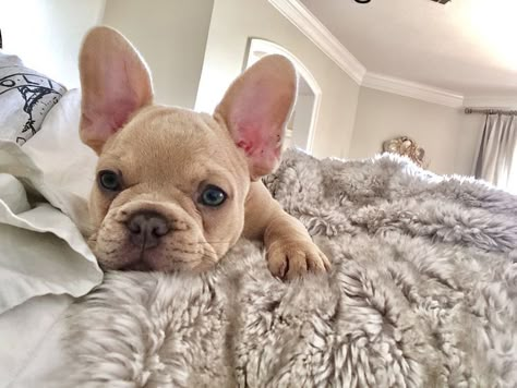 Frenchie Aesthetic, Fawn Frenchie, Dogs Are The Best, Bulldog Francese, Frenchie Puppy, Cute Dog Pictures, Yorkie Dogs, Cute Little Puppies, French Bulldog Puppies