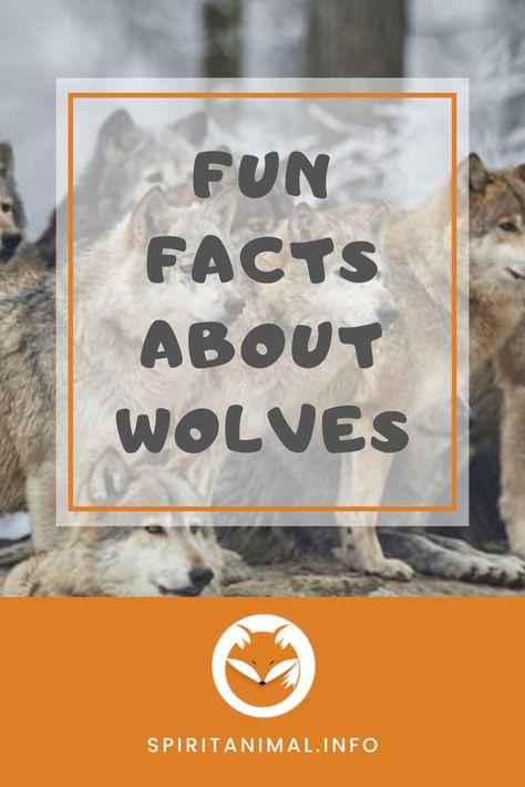 Wolf Traits, Wolf Facts, Facts About Wolves, Animal Fact File, African Hunting Dog, Unique Facts, Best Swimmer, Shamanic Journey, Wolf Pup