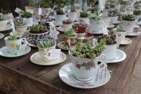 Mini Succulent Garden, Diy Wedding Favors Cheap, Succulent Images, Trendy Wedding Favors, Vintage Wedding Favors, Garden Wedding Favors, Wedding Plants, Succulent Wedding Favors, Succulent Favors