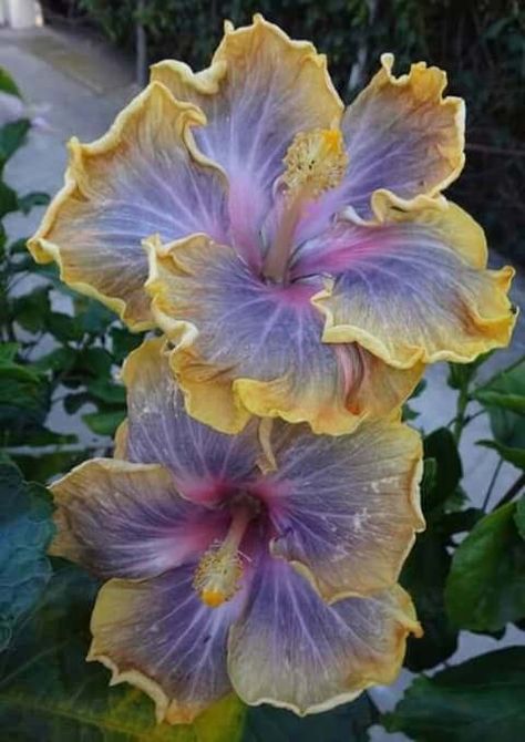 Hibiscus Hibiscus Seeds, Yellow Hibiscus, Hibiscus Plant, Nothing But Flowers, Flower Therapy, Purple And Yellow, Pretty Plants, Hibiscus Flower, Exotic Flowers