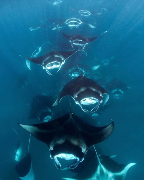 Hanifaru Bay, a manta feeding hotspot in Baa Atoll Cool Marine Animals, Sting Ray Aesthetic, Ocean Animals Aesthetic, Oceanography Marine Biology, Cool Sea Creatures, Ocean Life Photography, No Ordinary Girl, Shark Pictures, Manta Rays