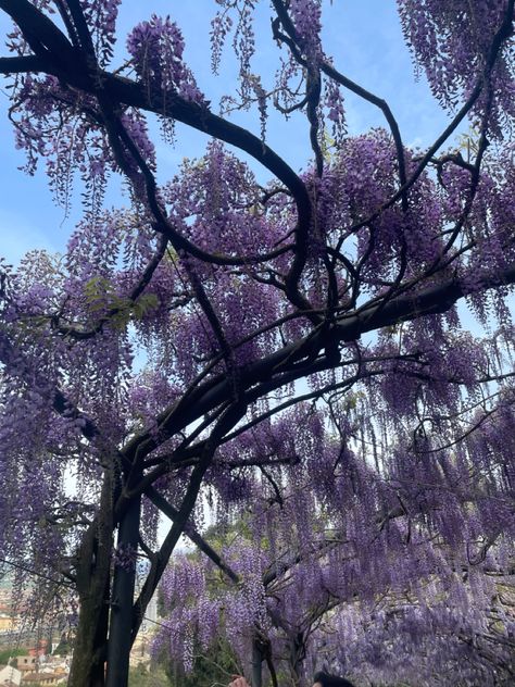 Wisteria Astetic, Lilac Tree Aesthetic, Spring Purple Aesthetic, Wisteria Color Aesthetic, Spring Fae Aesthetic, Wisteria Tree Aesthetic, Lilac Aesthetic Flowers, Wisteria Aesthetic, Purple Flowers Aesthetic