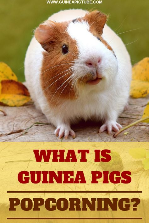 Do you know what is guinea pigs popcorning? Is it related to guinea pigs food or maybe with guinea pigs jumping? Here you can find out all about guinea pig popcorning and plenty of information on guinea pigs behavior. Learn everything about your favorite pet. #guineapigs #guineapigcare #guineapigbehavior Benefits Of Pears, Guinea Pig Diet, Guinea Pig Breeding, Pig Care, Guinea Pig Food, Guinea Pig Accessories, Pigs Eating, Teacup Pigs, Pig Food