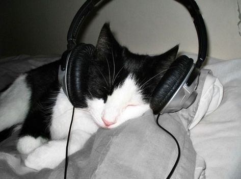 Cat Wearing Headphones, Cat Mood, Cat Headphones, Lace Hearts, Wearing Headphones, Moon Baby, Söt Katt, Silly Cats Pictures, Mia 3