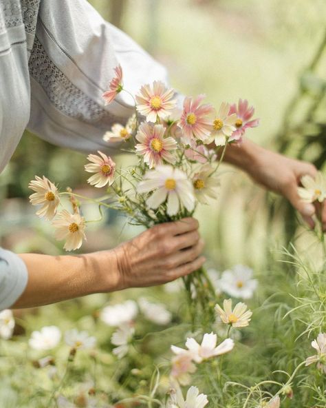 All Posts • Instagram Floral Design Classes, Picking Flowers, Cosmos Flowers, Blue Clay, Flower Farmer, Cut Flower Garden, Wilmington Nc, On The Farm, Flower Farm