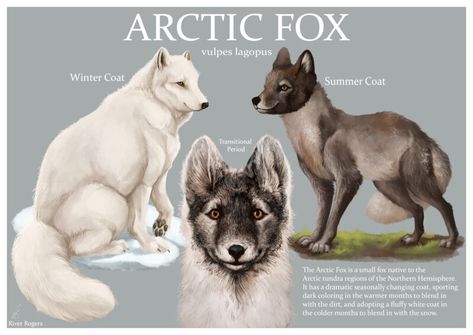 ArtStation - Arctic Fox Seasonal Coats, River Rogers Arctic Fox In Summer, Arctic Fox Summer Coat, Arctic Fox Illustration, Fox Character Design, Arctic Fox Art, Tattoo Drawing Ideas, Arctic Foxes, Animal Art Ideas, Fox Character