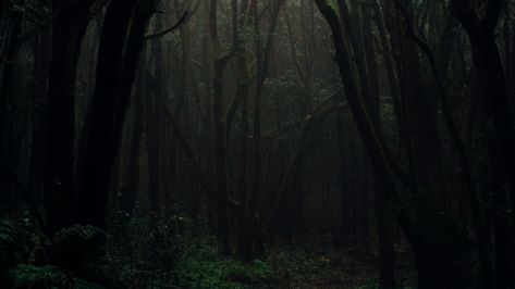 Wallpaper Gloomy, Dark Foggy Forest, Trees Autumn, Dark Forest Aesthetic, Foggy Weather, Landscape Inspiration, Forest Background, Foggy Forest, Forest Wallpaper