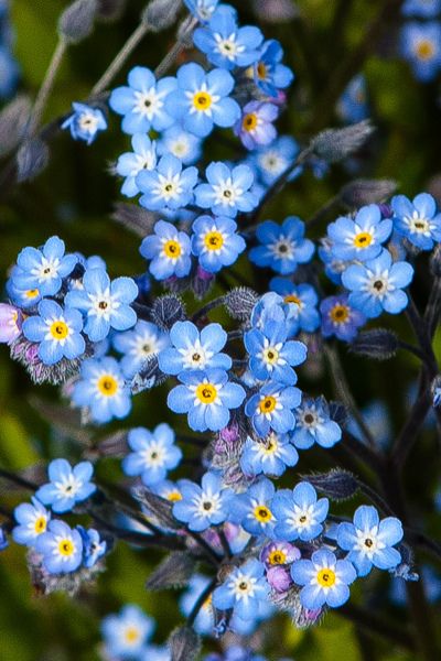 Cover Ups Tattoo, Forget Me Nots Flowers, Plant Fungus, Nothing But Flowers, Forget Me Not, Types Of Flowers, Dream Garden, Love Flowers, Yule