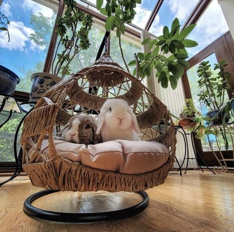 Rabbit Cage Setup, Cage Aesthetic, Indoor Bunny House, Diy Bunny Cage, Indoor Rabbit House, Diy Rabbit Cage, Aesthetic Rabbit, Aesthetic Bunny, Indoor Rabbit Cage