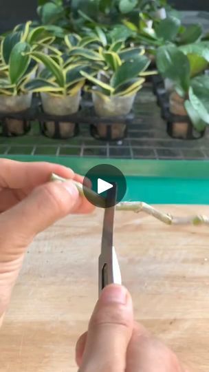 Propagate Orchids, Orchid Propagation, Flowers Gardening, Gardening Flowers, Plants Decor, House Plants Decor, Plant Decor, House Plants, Flower Garden