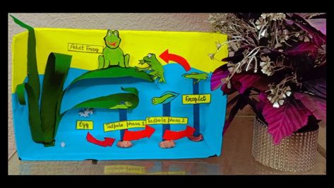 How to make beautiful lifecycle of frog for school project. Made with the waste materials. No Pop, 3d Frog, Frog Life Cycle, Lifecycle Of A Frog, Frog Life, Waste Material, Diy 3d, School Project, Paper Crafts For Kids