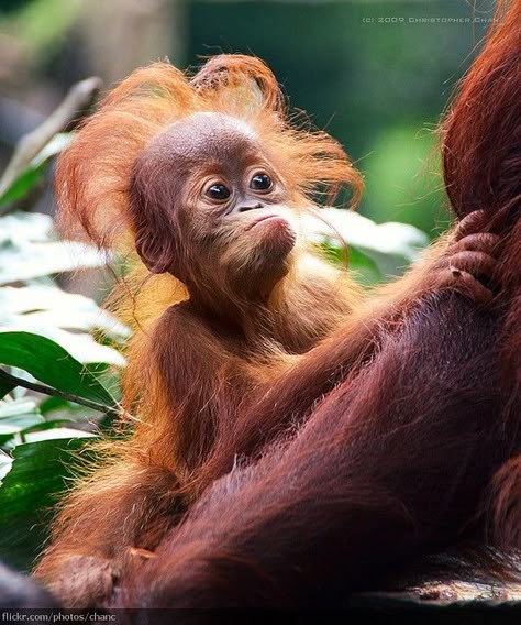 "Baby Orang Utan, Singapore Zoo (#71)," by Christopher Chan, via Flickr -- Somebody is having a FABULOUS hair day!! Cute Endangered Animals, Singapore Zoo, Baby Orangutan, Primates, Cute Creatures, Sweet Animals, Animal Planet, 귀여운 동물, Animals Friends