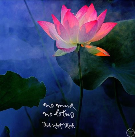 No Mud No Lotus, Lotus Sayings, Lotus Quote, Quotes About Lotus Flower, Lotus Flower Quote, Lotus Flower Quotes New Beginnings, Quotes For Your Crush, Thich Nhat Hanh Quotes Mindfulness, Lotus Flower Quotes Buddha