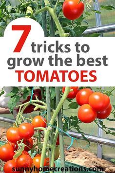 Pear Tomatoes, Minimalist Japan, Paste Tomatoes, Garden Diy Hacks, Easy Gardening Hacks, Tomatoes Growing, Companion Planting Vegetables, Growing Tomato Plants, Vegetable Garden Tips