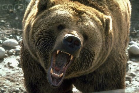 Bear Growling, Growling Bear, Brown Bear, Google Search, Animals