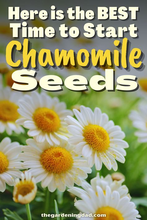 Are you interested in starting Chamomile Seeds? The Gardening Dad will go over the ways to make growing Chamomile seeds easier. #Thegardeningdad #Chamomile #Garden Growing Chamomile, Chamomile Garden, Chamomile Seeds, Garden Rocks, Household Plants, Replant, Tea Garden, Organic Teas, Growing Herbs