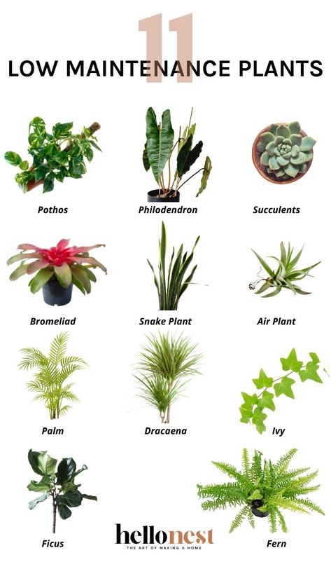 11 Low Maintenance Houseplants Even You Can't Kill Hardest Plants To Kill, Low Maintenance House Plants, Plants Bedroom, Low Maintenance Indoor Plants, Tall Indoor Plants, Plant Lights, Plants Pots, Plant Care Houseplant, Inside Plants