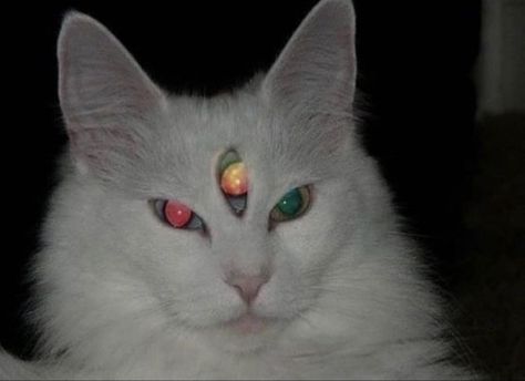 A white fluffy cat with three eyes Cat Aesthetic, Cute Kittens, 영감을 주는 캐릭터, Silly Cats, Pretty Cats, White Cat, Crazy Cats, Cute Cats, Feline