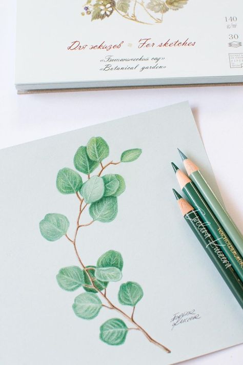 #eucalyptus #plant #leaf #leaves #boho #scandi #artist #art #drawing #illustration #green #coloredpencils #polychromos #stepbystep #tutorial #lesson #small #nature #flora #realistic #branch #realism #traditionalart #blog #blogger #artlesson #free #online #draw #illustrator #greenpaper #mint #palegreen #fabercastell #palazzopaper #square Basic Colour Pencil Drawing, Pencil Colour Leaf Drawing, Colored Pencil Plant Drawing, Leaf Tutorial Drawing, Realistic Plant Drawing, Pencil Plant, Colored Pencil Art Projects, Pencil Inspiration, Color Pencil Sketch