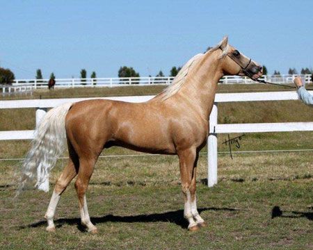 Part Arab Palomino | NIARLA EXCITATION Palomino Western Horse, Paint Arabian Horse, Palomino Arabian, Horse Arabian, Palomino Horse, Beautiful Arabian Horses, Horse Inspiration, Straight Egyptian Arabian Horses, Most Beautiful Horses