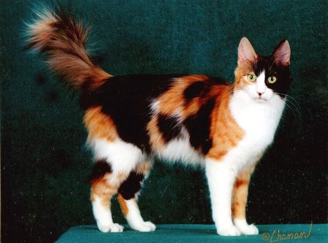 Jellylorum (Calico and white Angora) Angora Cat, Turkish Angora Cat, Purebred Cats, Turkish Van, Angora Cats, Turkish Angora, Cat Anatomy, Cat With Blue Eyes, Gorgeous Cats