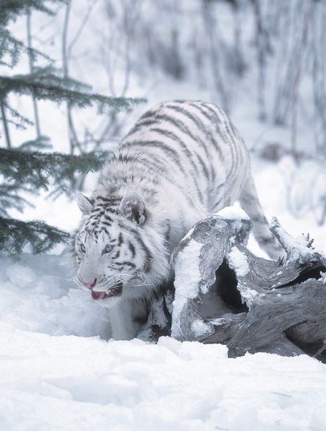 White bengal tiger in snow Snow Tiger, Tiger Photography, Photography Snow, Photography Hacks, Tiger Pictures, Light Meter, Strange Photos, Paws And Claws, Bengal Tiger