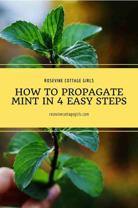 Propagating Mint, Propagate Mint, Chocolate Mint Plant, Peppermint Herb, Plant Parenting, Mint Plant, Mint Herb, Asparagus Plant, Peppermint Plants