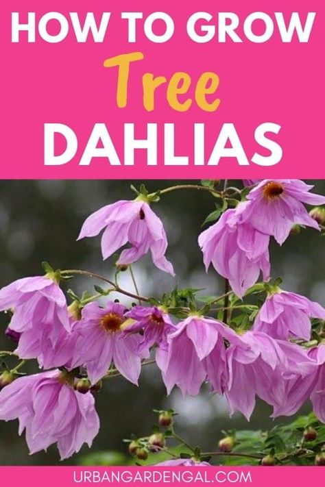 Tree Dahlia, Tall Perennial Flowers, Bali Gardens, Tall Perennials, Nz Garden, Bali Garden, Perennial Flower, English Gardens, Flower Plants