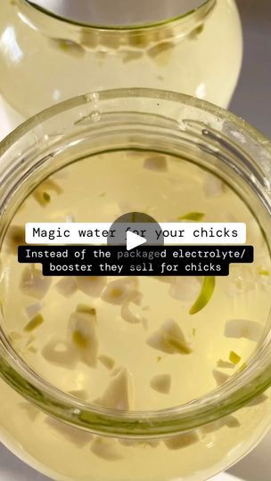 14K views · 5.3K reactions | 📌 Save this for later 📌

Meat birds come this week, we make this magic water and give it to them their first couple days/week on the farm. We also make this magic water if we have any chicken that needs a boost! 

#vaughanfamilyfarm #chickens #magicwater #backyardchickens #homestead | 𝙹𝚎𝚗𝚎𝚜𝚜𝚎 | 𝙵𝚊𝚖𝚒𝚕𝚢 & 𝙷𝚘𝚖𝚎𝚜𝚝𝚎𝚊𝚍𝚒𝚗𝚐 𝚕𝚒𝚏𝚎 | Lesfm · Morning Dew Homesteading Life, Meat Birds, Magic Water, Baby Chickens, Morning Dew, Raising Chickens, On The Farm, Chickens Backyard, Chicken Coop