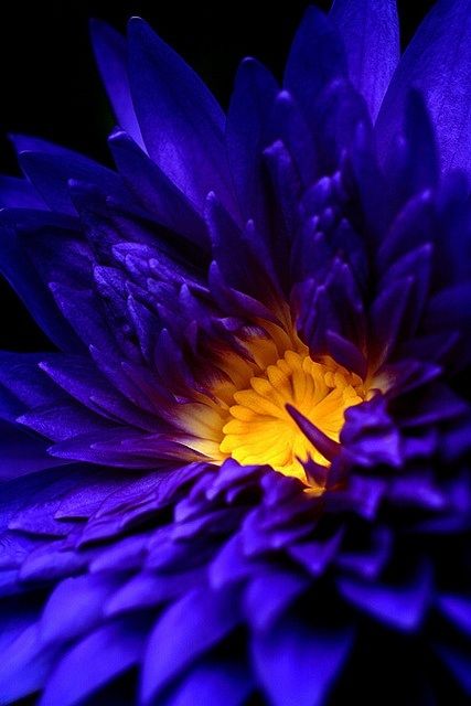 Blue Water Lily, Water Lily, Purple Flower, Blue Water, Lily, Yellow, Purple, Water, Blue