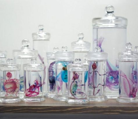 Preserved animals. They are soaked in a chemical that turns them clear, then injected with dye. So cool! Preserved Animals, Japanese Man, Wet Specimen, Animal Skeletons, Vulture Culture, Underwater Creatures, Japanese Artists, Pics Art, Art Google